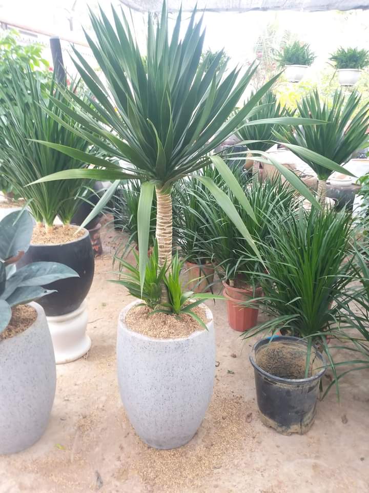 Phát Tài Núi
