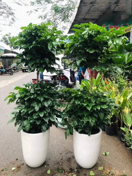 Cây Hạnh Phúc
