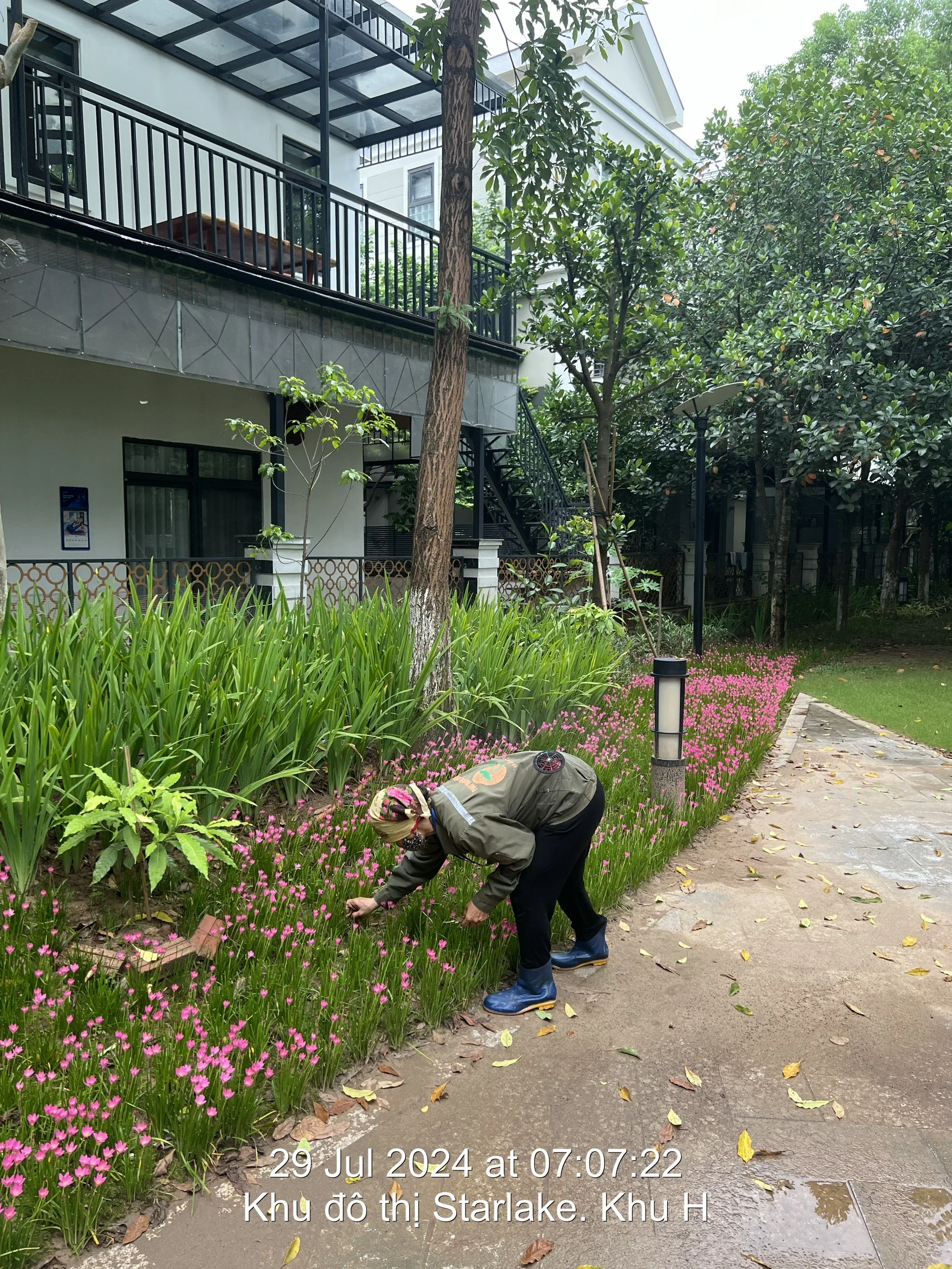 HƯỚNG DẪN TRỒNG CHĂM SÓC CÂY XANH