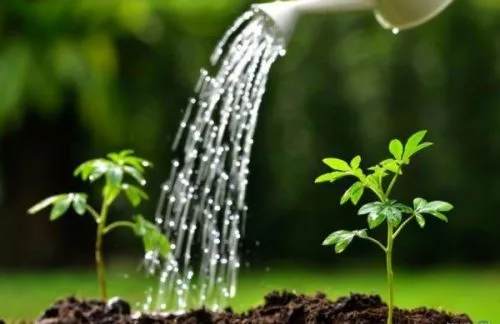 HƯỚNG DẪN TRỒNG CHĂM SÓC CÂY XANH