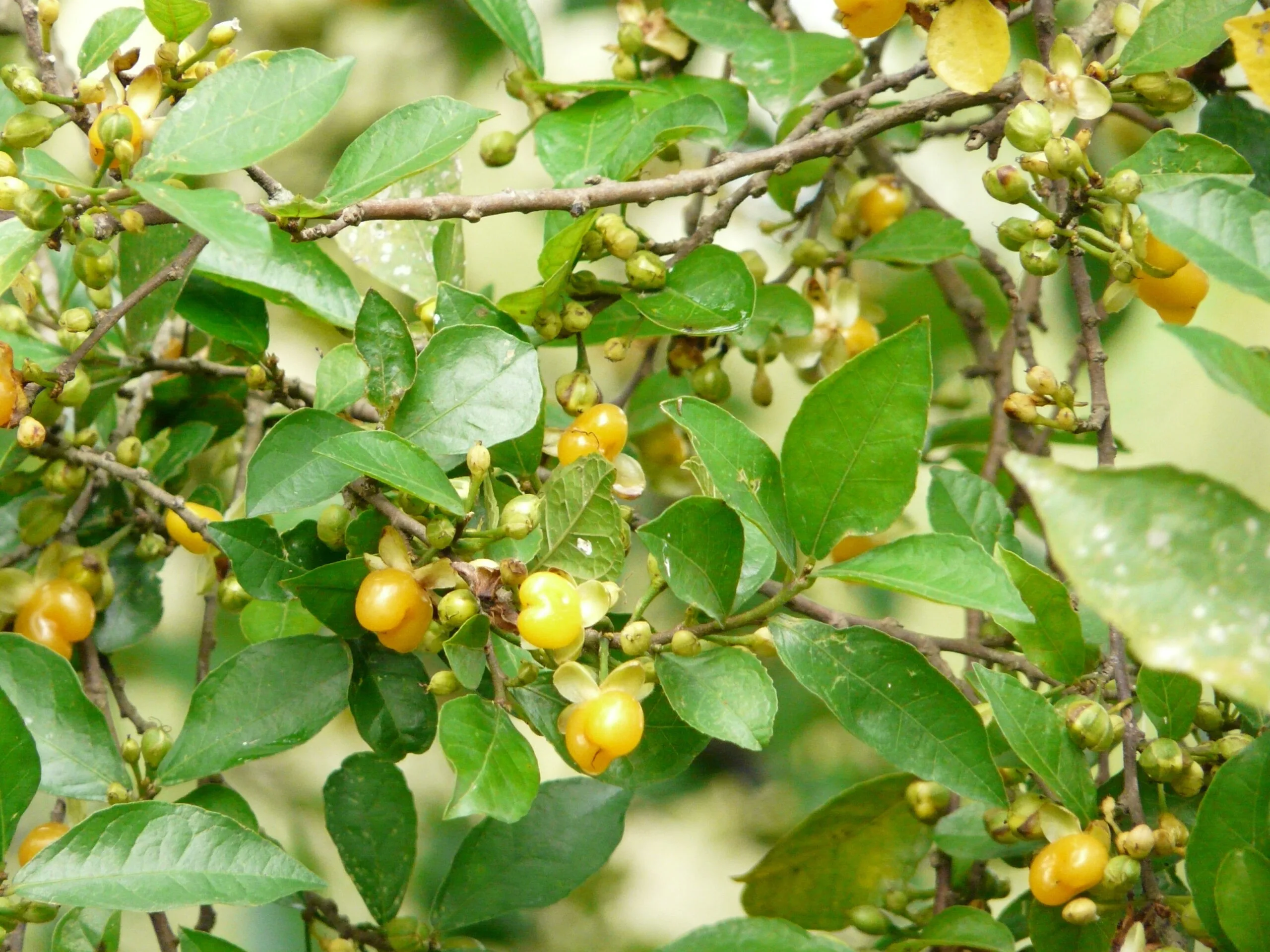 Cây Duối: Vẻ Đẹp và Ý Nghĩa Phong Thủy