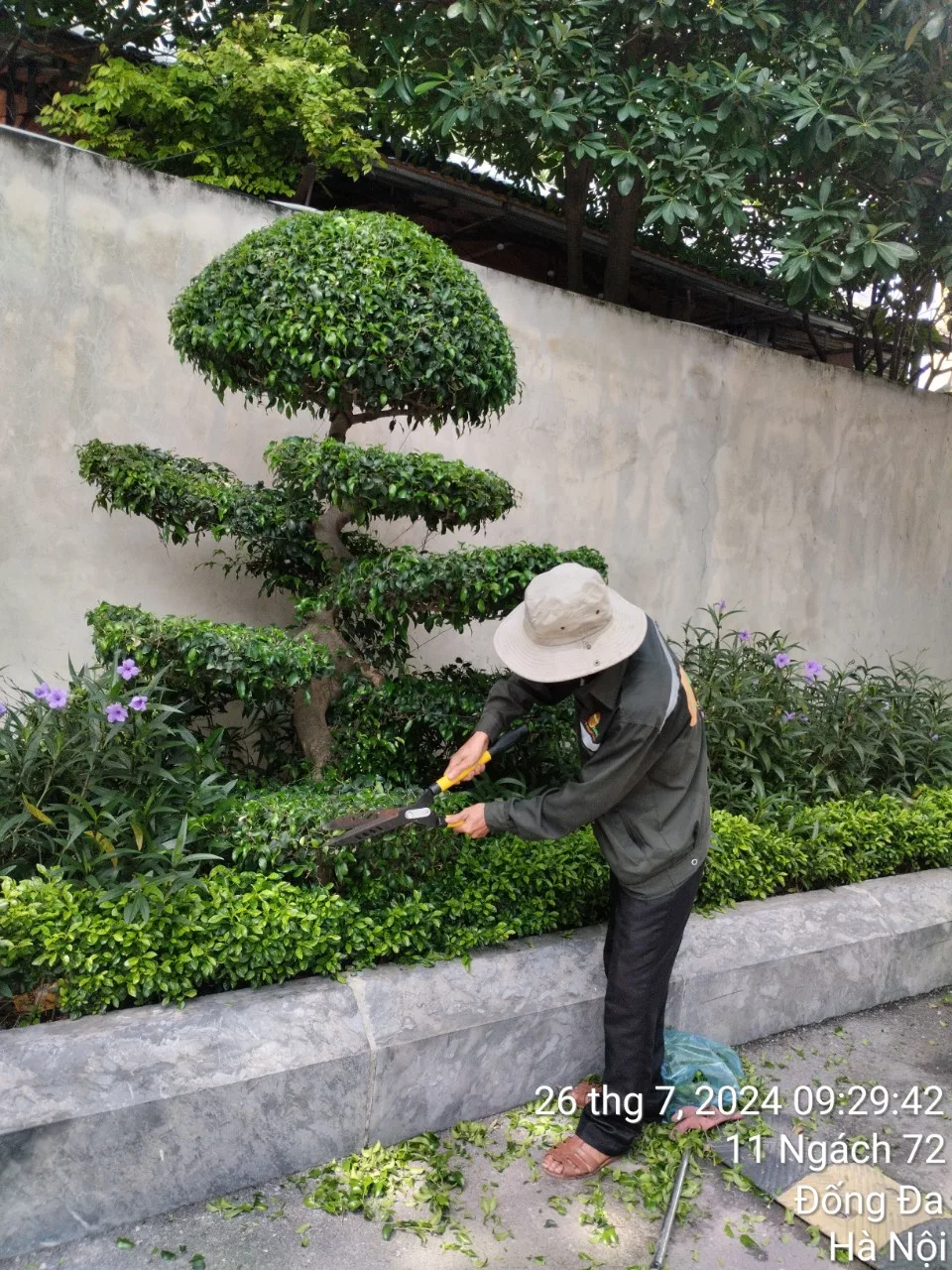 HƯỚNG DẪN TRỒNG CHĂM SÓC CÂY XANH