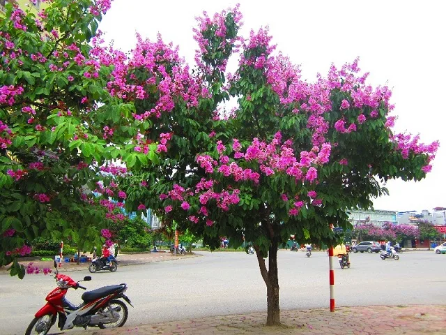 Cây Bằng Lăng