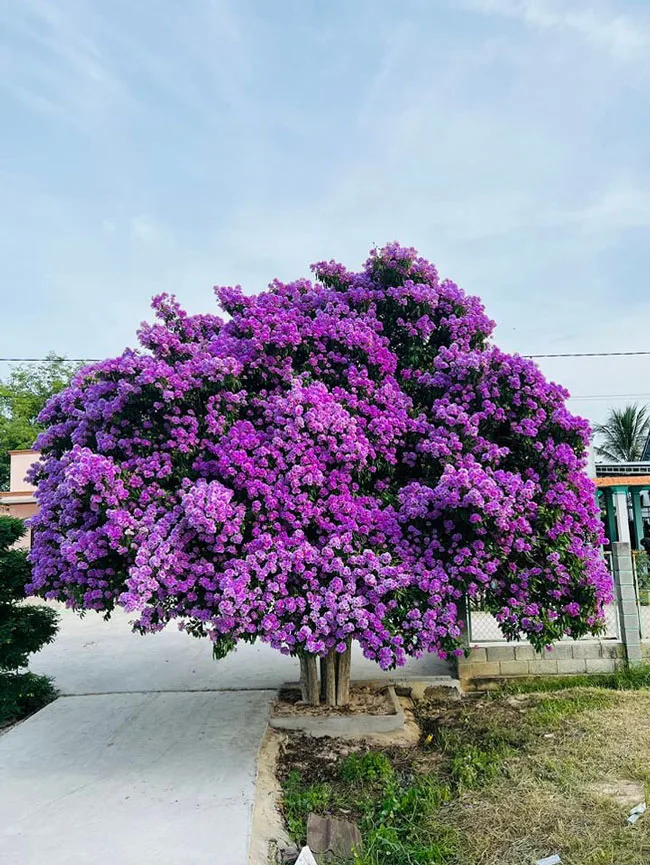 Cây Bằng Lăng: Biểu Tượng Của Sắc Màu Thiên Nhiên