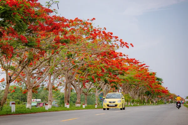 Cây Phượng Vĩ: Biểu Tượng Của Mùa Hè và Những Lợi Ích Tuyệt Vời