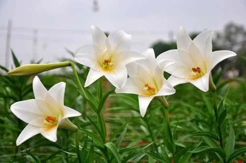 Cây Hoa Loa Kèn: Loài Hoa Thanh Lịch và Ý Nghĩa