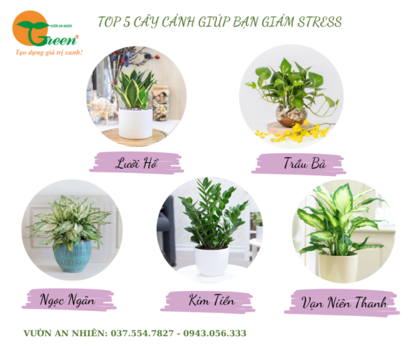 Top 5 Cây Cảnh Giúp Giảm Stress Hiệu Qủa