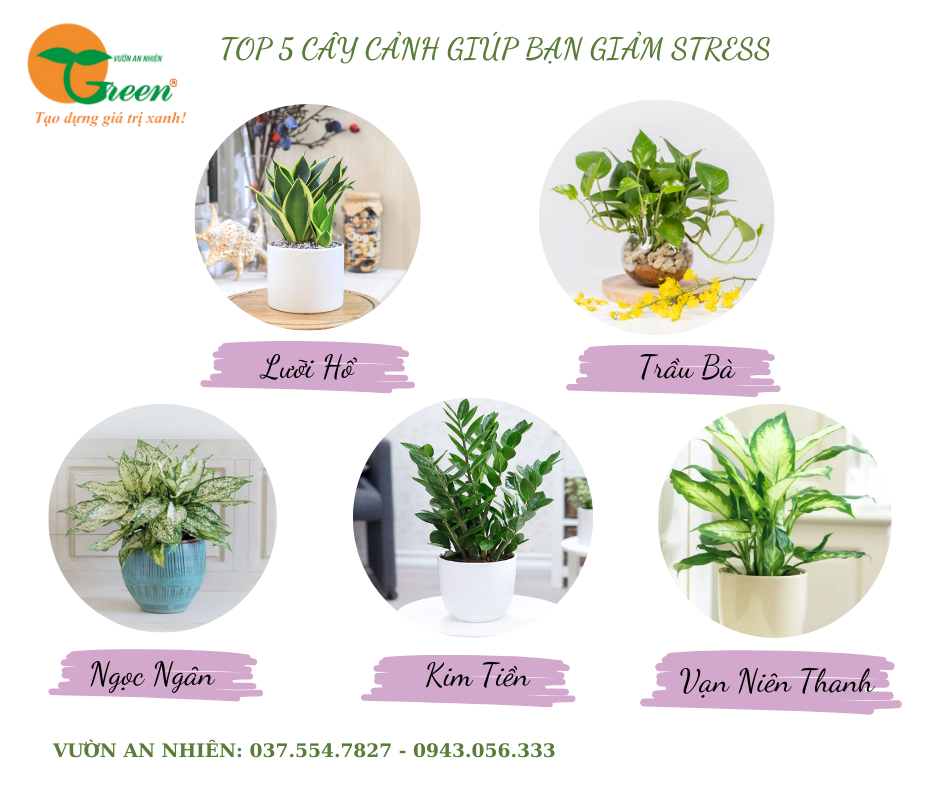 Top 5 Cây Cảnh Giúp Giảm Stress Hiệu Qủa