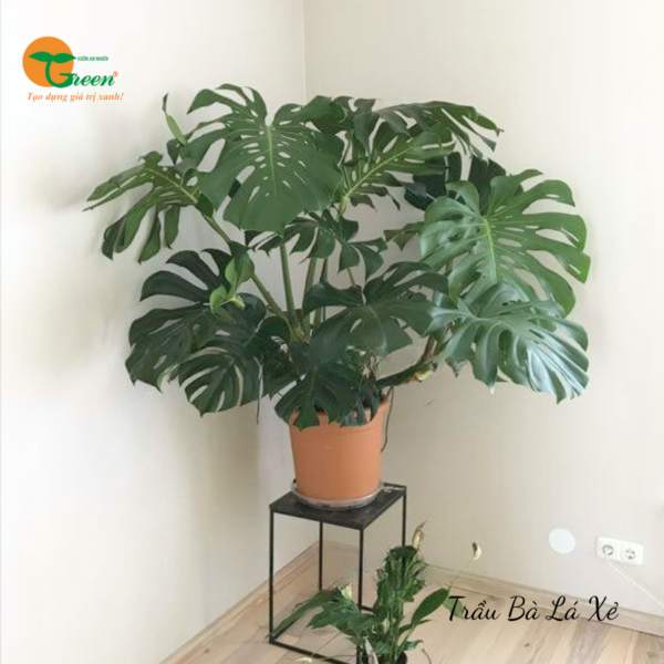 Trầu Bà Monstera