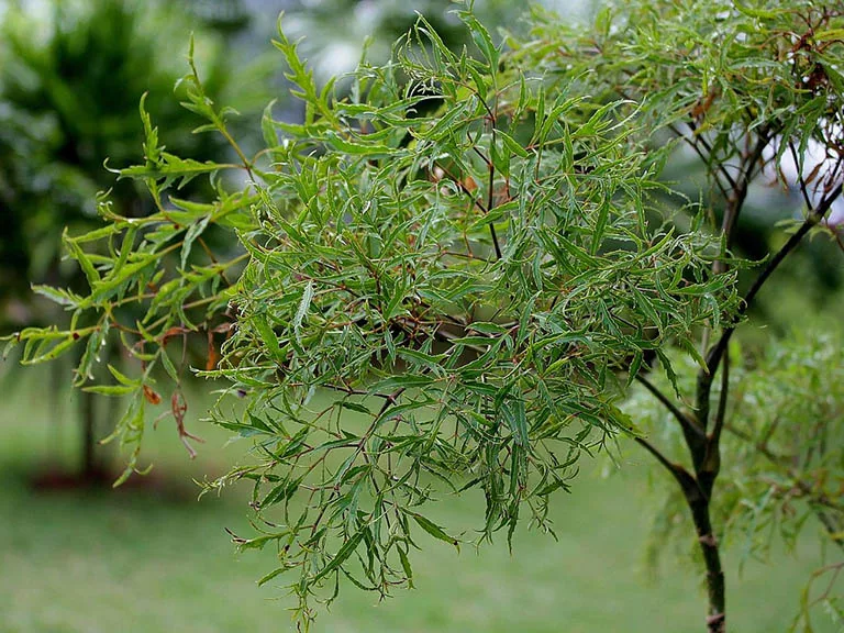 Cây Đinh Lăng: Công Dụng, Cách Trồng và Chăm Sóc