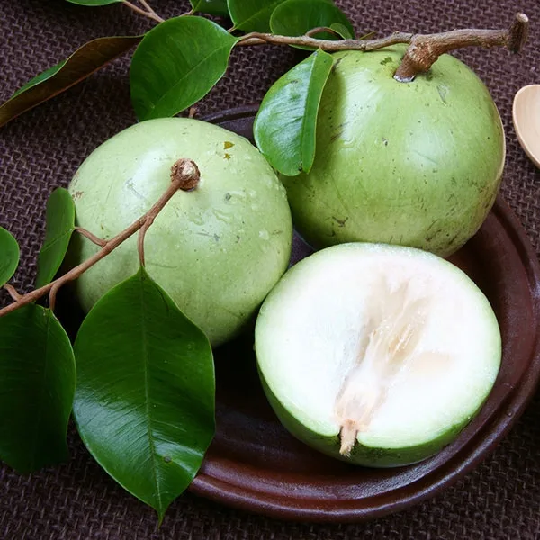 Cây Vú Sữa - Đặc Điểm, Cách Trồng Và Chăm Sóc Hiệu Quả