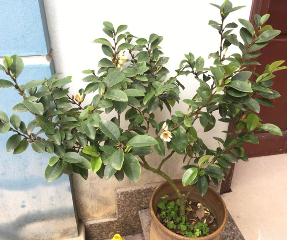 Cây Lan Hàm Tiếu