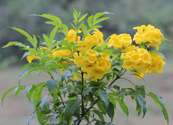 Cây Quỳnh Liên