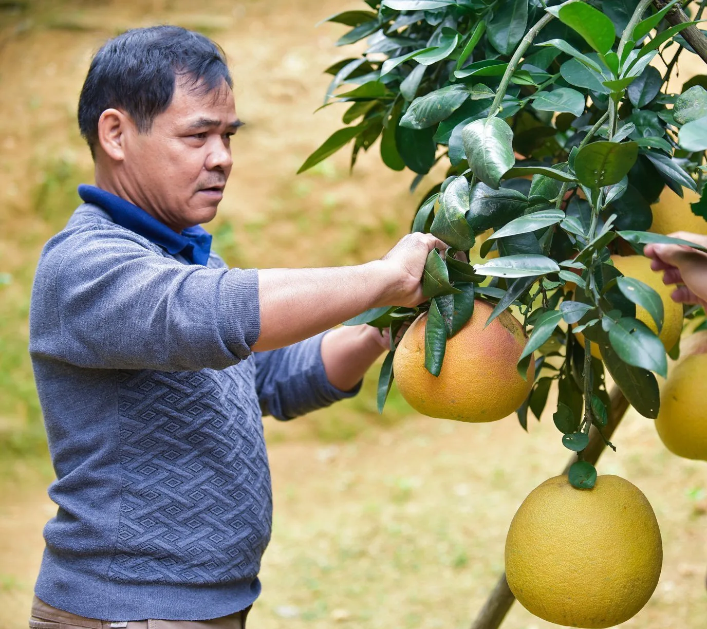 Các Cây Giống Ăn Quả Chất Lượng