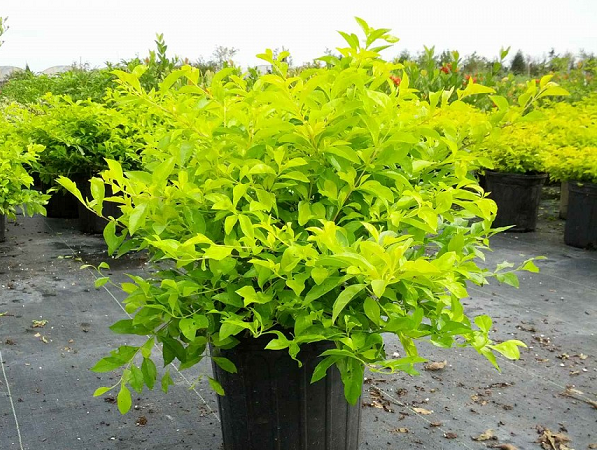 Top 5 Cây Trang Trí Đường Viền Đẹp Nhất Cho Sân Vườn