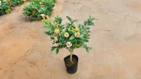 Cây Lan Hàm Tiếu