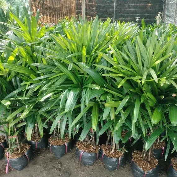 Cây Trúc Mây: Ý Nghĩa Phong Thủy, Cách Trồng và Chăm Sóc