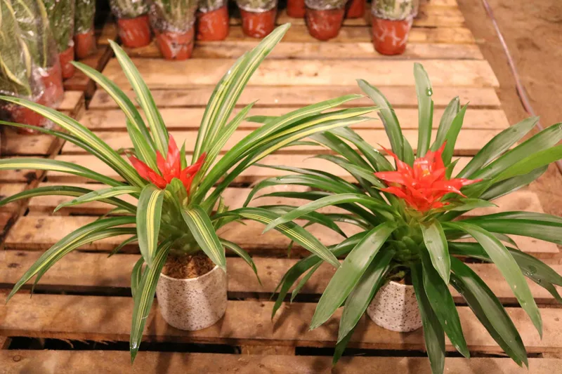 Top 5 Cây Trang Trí Đường Viền Đẹp Nhất Cho Sân Vườn