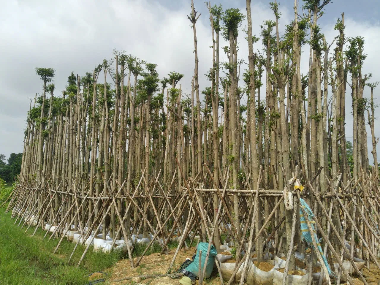 Top 5 Cây Bóng Mát Đẹp, Dễ Trồng Nhất Hiện Nay
