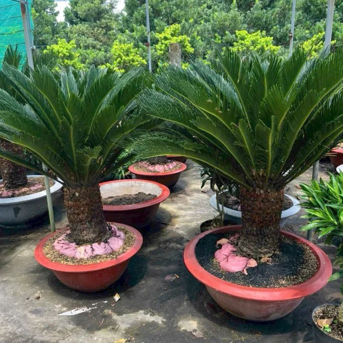 Cây Vạn Tuế – Lựa chọn lý tưởng cho cảnh quan sân vườn 