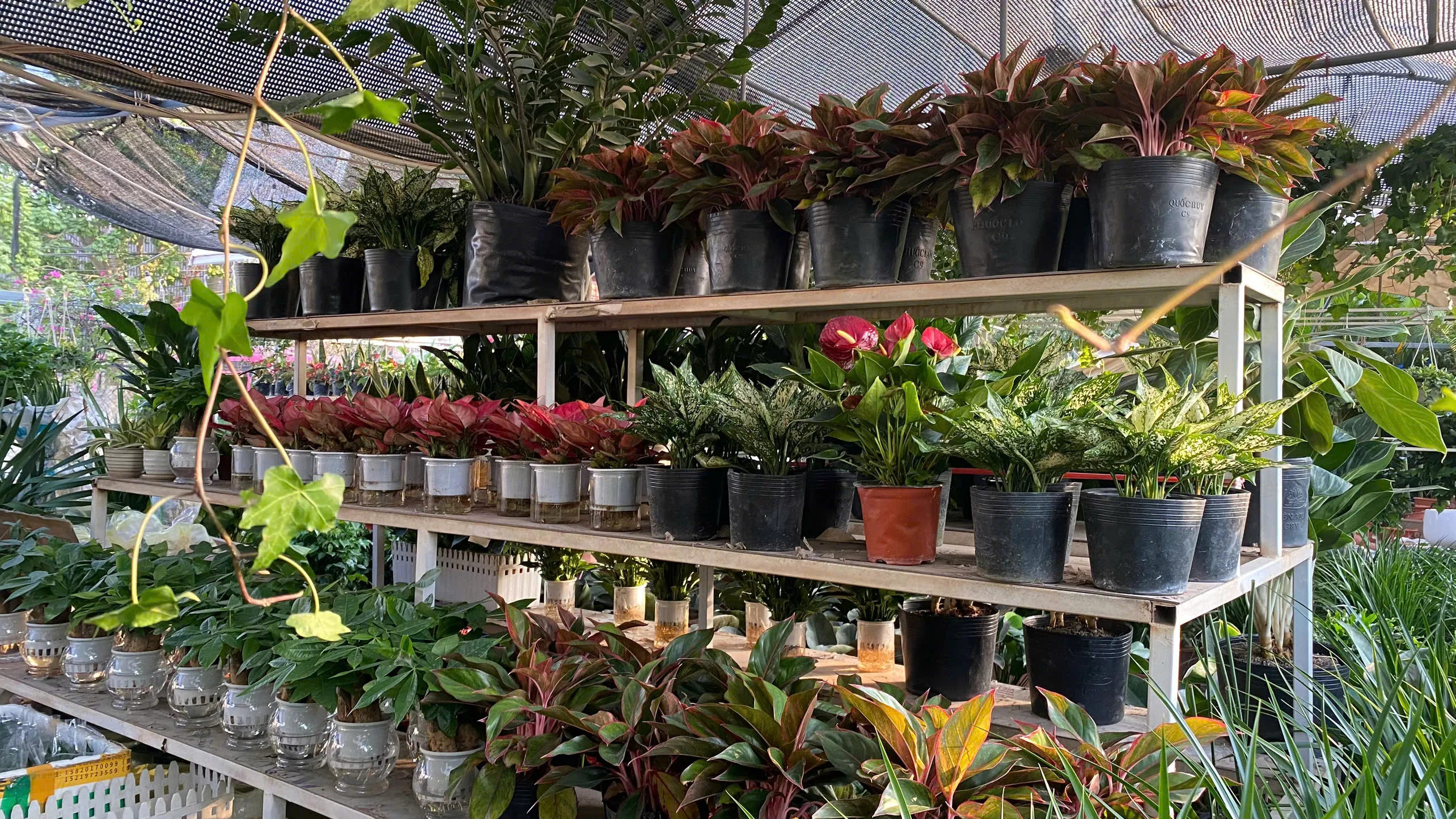 🌿 Vườn An Nhiên – Địa Chỉ Bán Cây Văn Phòng Đẹp, Uy Tín Tại Bắc Giang