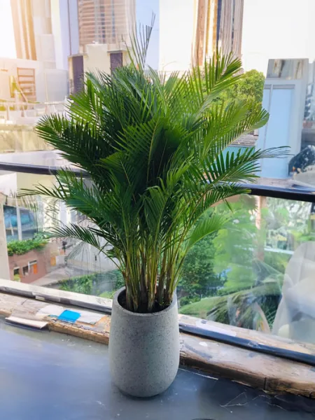 CÂY CAU CẢNH 