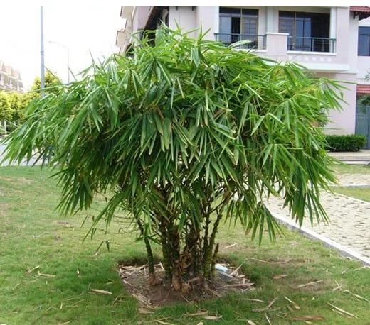 CÂY TRÚC PHẬT BÀ