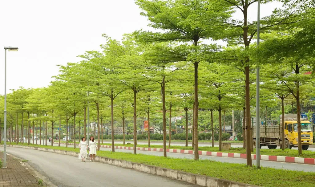 Cây Bàng Đài Loan – Giải pháp xanh cho cảnh quan đô thị và sân vườn hiện đại