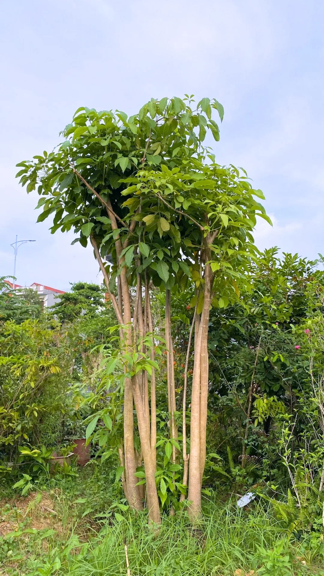 CÂY KÈN HỒNG