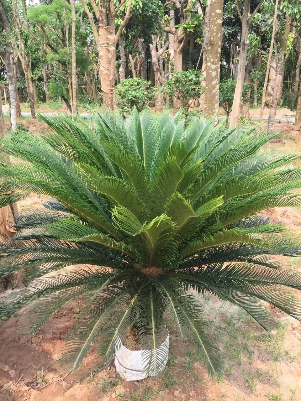 Cây Vạn Tuế 