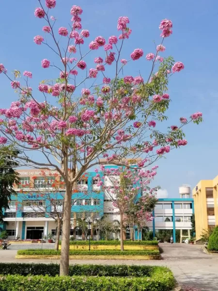 CÂY KÈN HỒNG