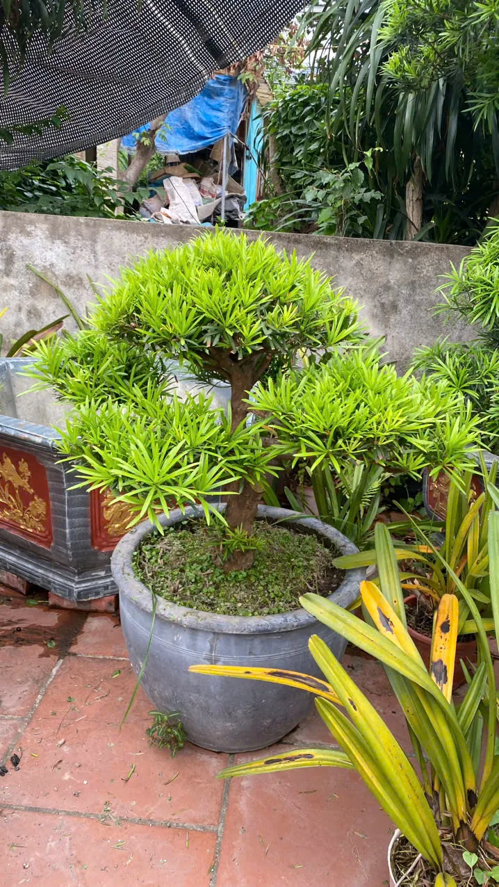 Cây Tùng La Hán – Vẻ Đẹp Thanh Cao Và Phong Thủy Vượng Khí Cho Sân Vườn Việt Cây Tùng La Hán – Vẻ Đẹp Thanh Cao Và Phong Thủy Vượng Khí Cho Sân Vườn Việt