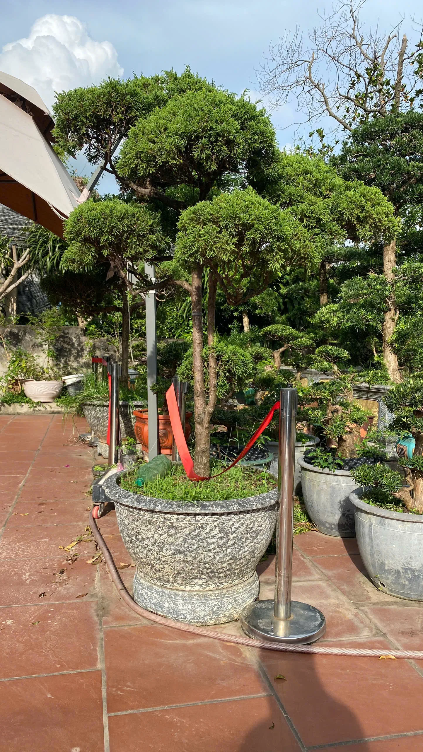 Cây Tùng La Hán – Vẻ Đẹp Thanh Cao Và Phong Thủy Vượng Khí Cho Sân Vườn Việt Cây Tùng La Hán – Vẻ Đẹp Thanh Cao Và Phong Thủy Vượng Khí Cho Sân Vườn Việt