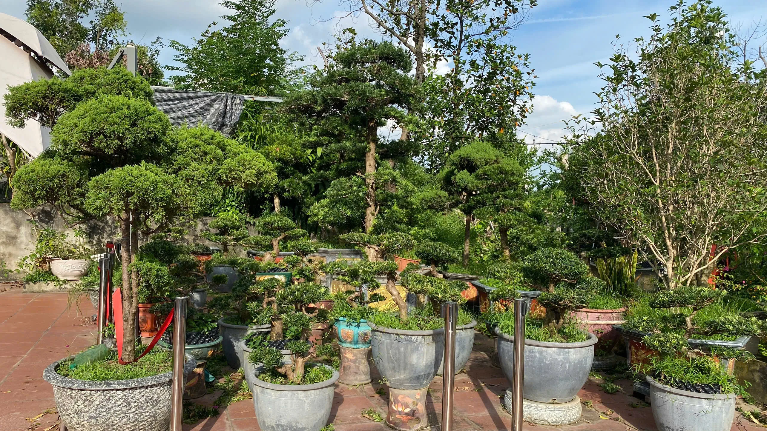 Cây Tùng La Hán – Vẻ Đẹp Thanh Cao Và Phong Thủy Vượng Khí Cho Sân Vườn Việt Cây Tùng La Hán – Vẻ Đẹp Thanh Cao Và Phong Thủy Vượng Khí Cho Sân Vườn Việt