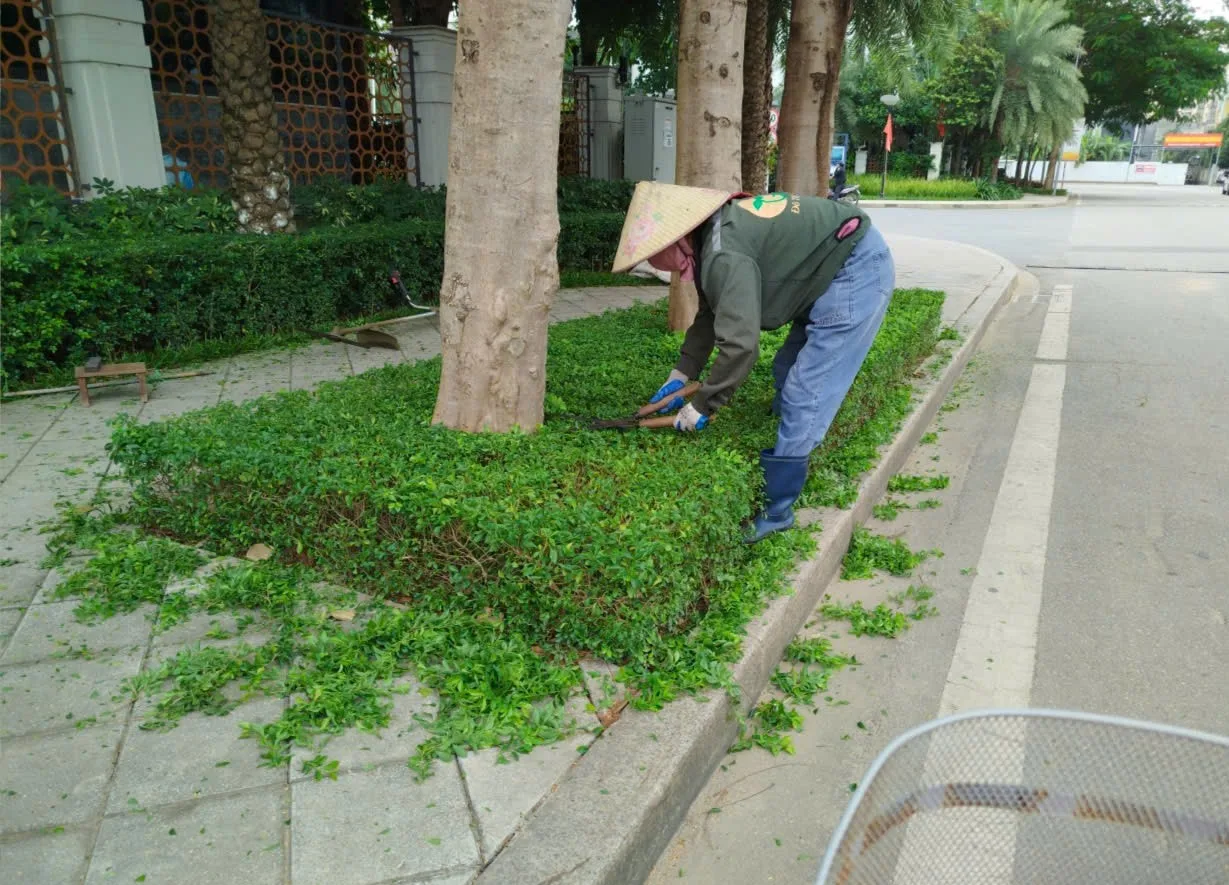 NHỮNG NGƯỜI GIỮ MÀU XANH CHO KHU ĐÔ THỊ 🌿