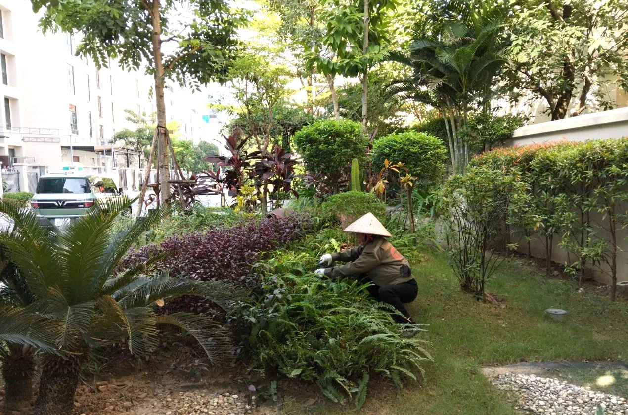 NHỮNG NGƯỜI GIỮ MÀU XANH CHO KHU ĐÔ THỊ 🌿