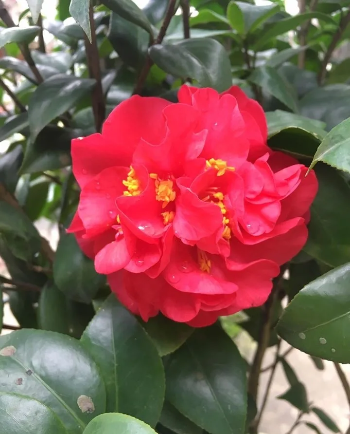 Cây Hoa Trà My – Vẻ Đẹp Thanh Khiết Và Ý Nghĩa Trong Không Gian Sống