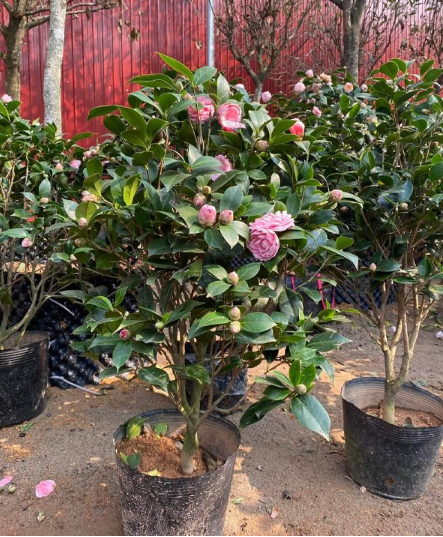 Cây Hoa Trà My – Vẻ Đẹp Thanh Khiết Và Ý Nghĩa Trong Không Gian Sống