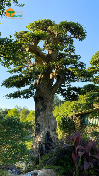 Cây Duối: Đặc điểm, ý nghĩa và ứng dụng trong trang trí sân vườn hiện đại