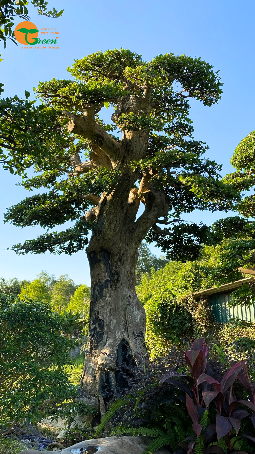 Cây Duối: Đặc điểm, ý nghĩa và ứng dụng trong trang trí sân vườn hiện đại