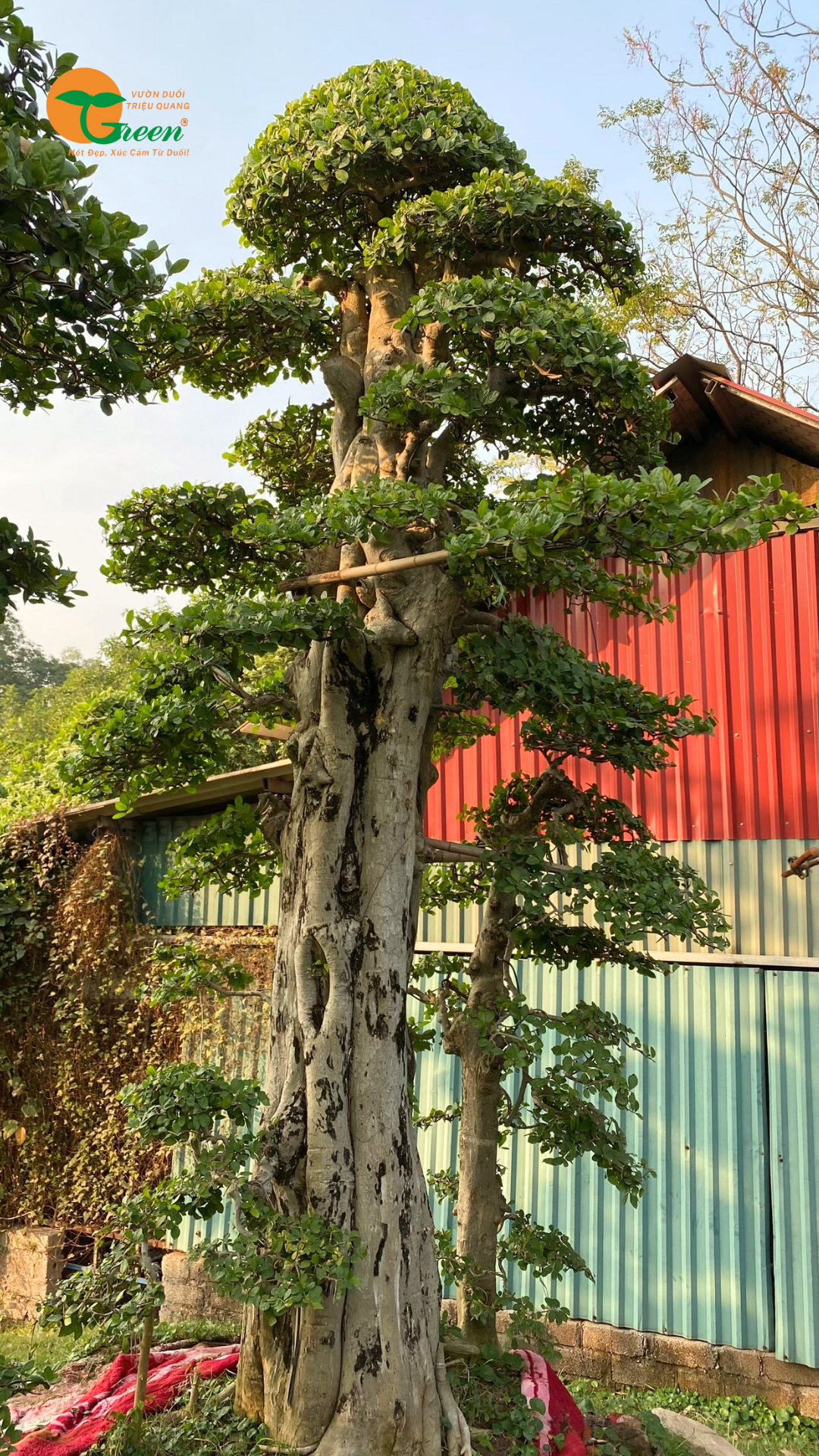 Cây Duối: Đặc điểm, ý nghĩa và ứng dụng trong trang trí sân vườn hiện đại