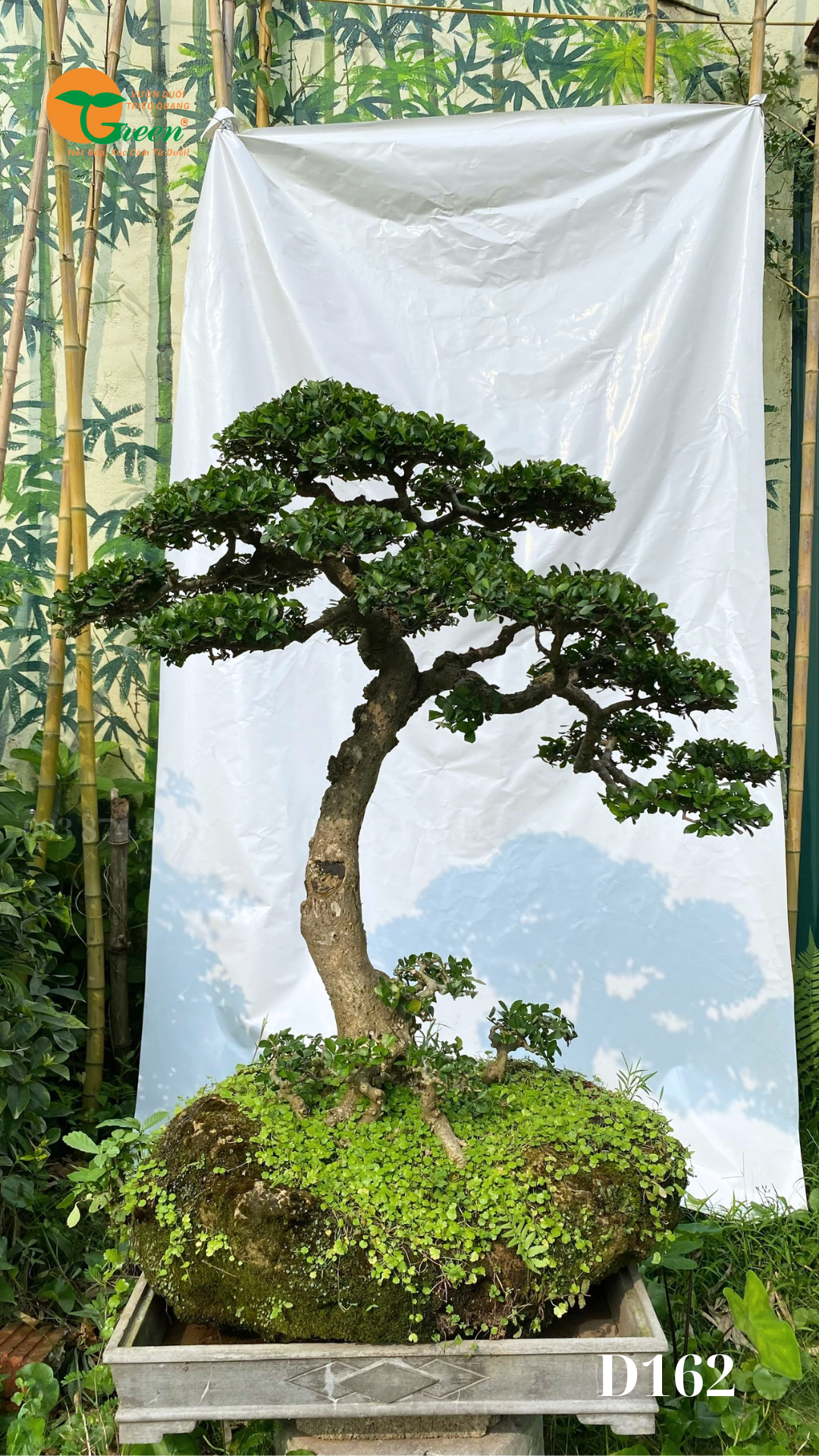 Cây Duối: Đặc điểm, ý nghĩa và ứng dụng trong trang trí sân vườn hiện đại