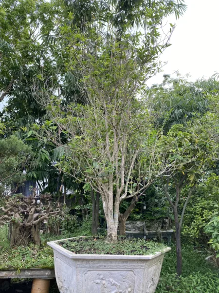 Cây Mộc Hương – Loài Hoa Thơm Thanh Nhã Mang Vẻ Đẹp Vượt Thời Gian