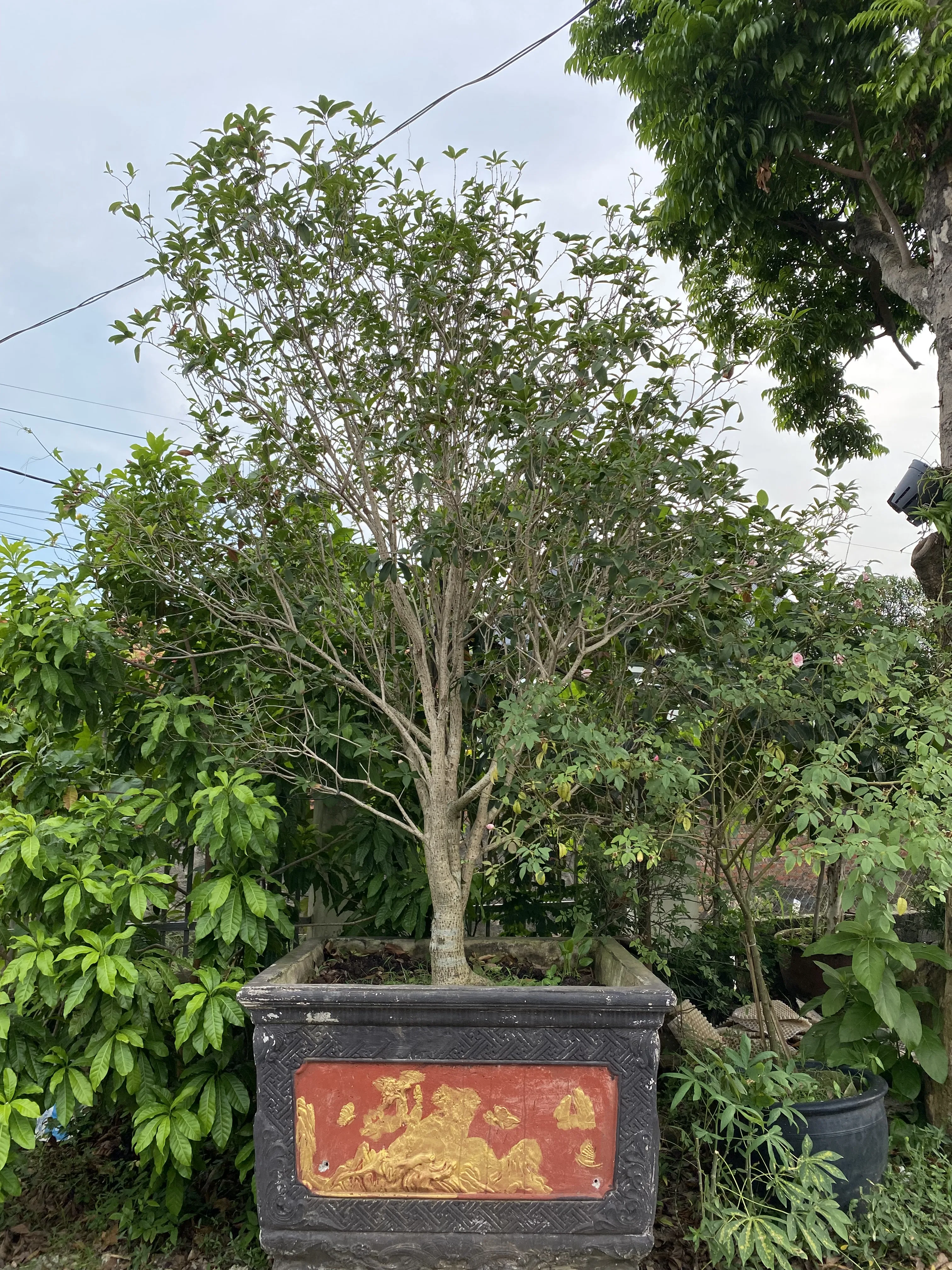 Cây Mộc Hương – Loài Hoa Thơm Thanh Nhã Mang Vẻ Đẹp Vượt Thời Gian Cây Mộc Hương – Loài Hoa Thơm Thanh Nhã Mang Vẻ Đẹp Vượt Thời Gian