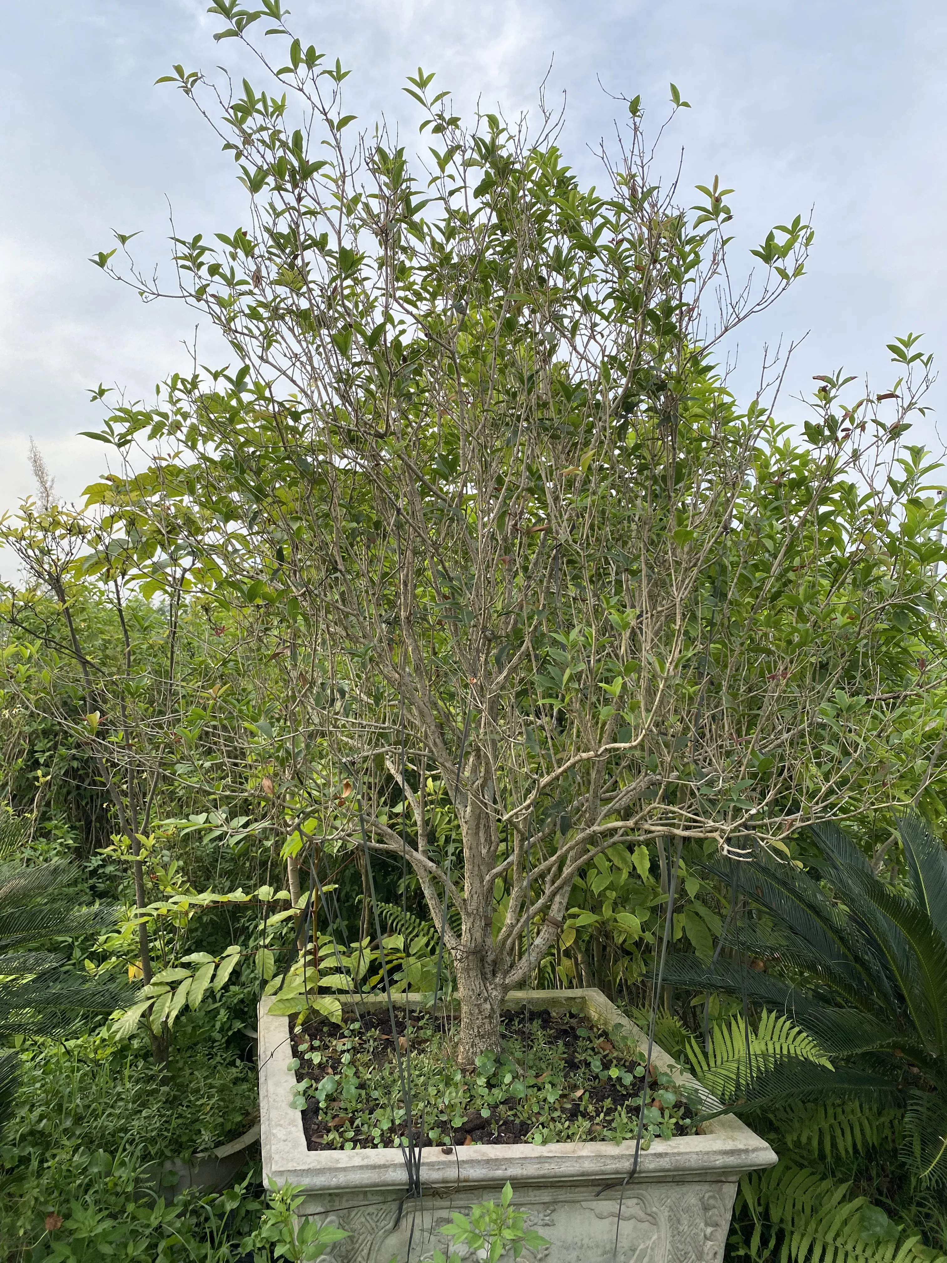 Cây Mộc Hương – Loài Hoa Thơm Thanh Nhã Mang Vẻ Đẹp Vượt Thời Gian Cây Mộc Hương – Loài Hoa Thơm Thanh Nhã Mang Vẻ Đẹp Vượt Thời Gian