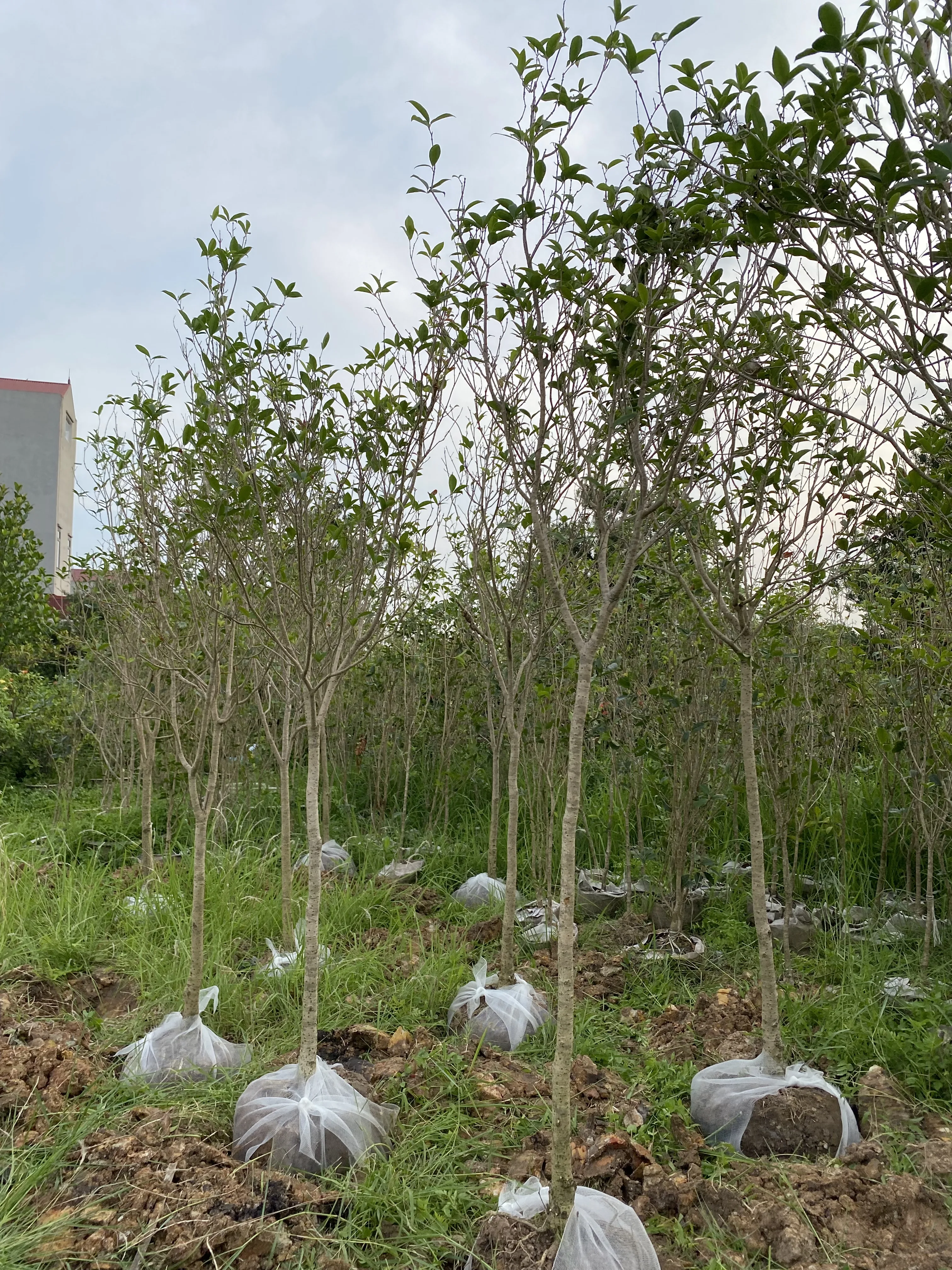 Cây Mộc Hương – Loài Hoa Thơm Thanh Nhã Mang Vẻ Đẹp Vượt Thời Gian Cây Mộc Hương – Loài Hoa Thơm Thanh Nhã Mang Vẻ Đẹp Vượt Thời Gian