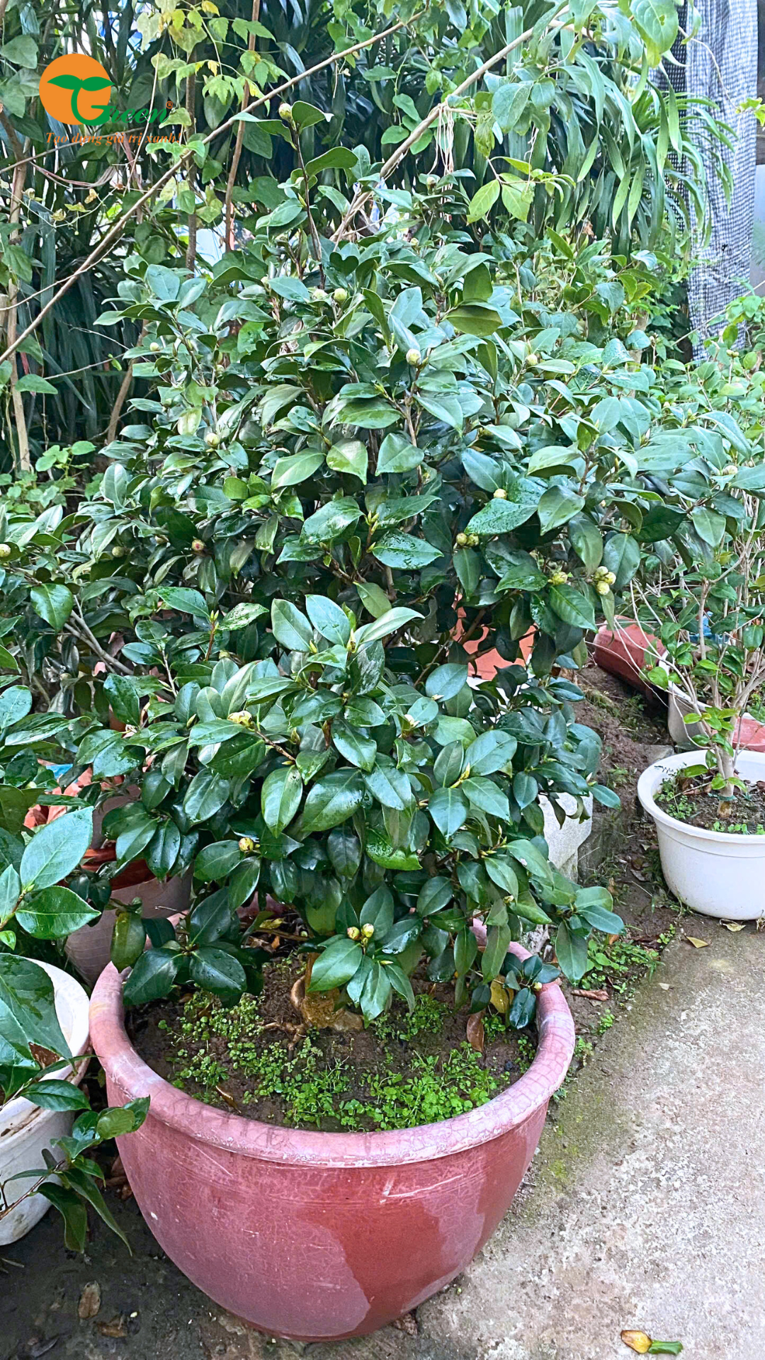 Cây Hoa Trà My – Vẻ Đẹp Thanh Khiết Và Ý Nghĩa Trong Không Gian Sống