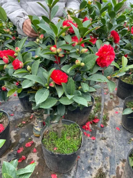 Cây Hoa Trà My – Vẻ Đẹp Thanh Khiết Và Ý Nghĩa Trong Không Gian Sống