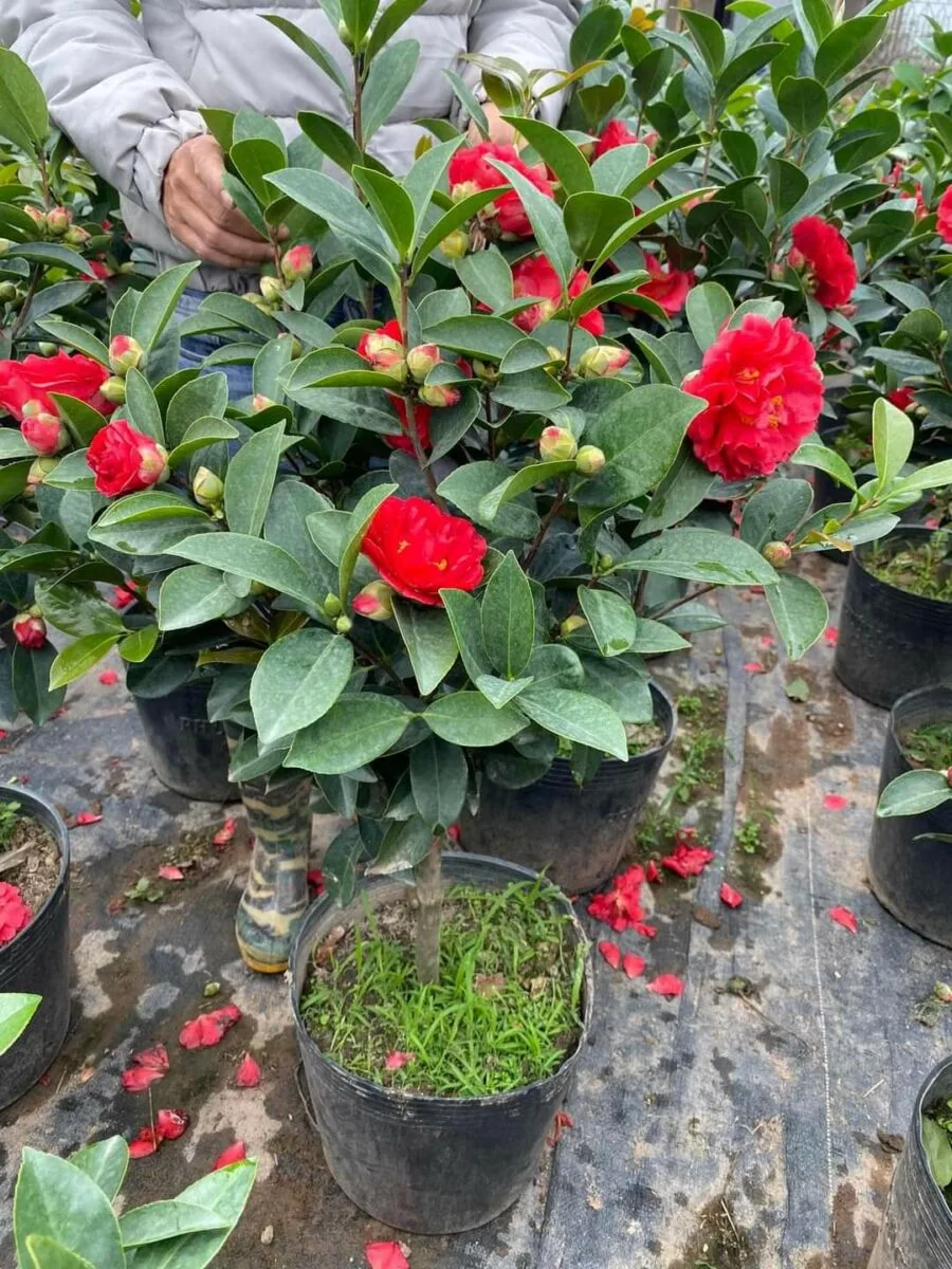 Cây Hoa Trà My – Vẻ Đẹp Thanh Khiết Và Ý Nghĩa Trong Không Gian Sống