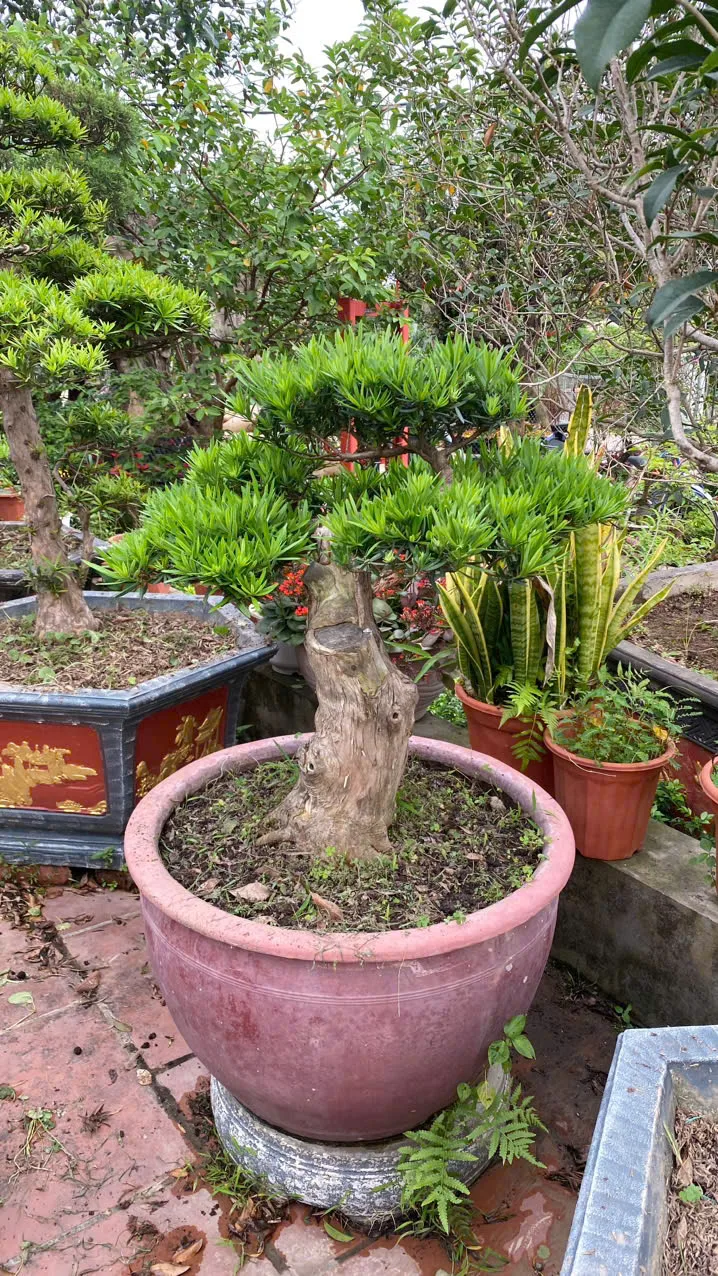 Cây Tùng La Hán – Vẻ Đẹp Thanh Cao Và Phong Thủy Vượng Khí Cho Sân Vườn Việt Cây Tùng La Hán – Vẻ Đẹp Thanh Cao Và Phong Thủy Vượng Khí Cho Sân Vườn Việt